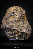 21425 - Sericho Pallasite Meteorite Polished Section 19.5g Fell in Kenya