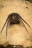 30287 - Outstanding 3.18 Inch Kettneraspis prescheri (Long Occipital Horn) Lower Devonian Trilobite