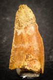 07488 - Beautiful 0.85 Inch Serrated Abelisaur Dinosaur Tooth Cretaceous KemKem Beds