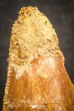 07488 - Beautiful 0.85 Inch Serrated Abelisaur Dinosaur Tooth Cretaceous KemKem Beds