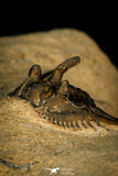 30287 - Outstanding 3.18 Inch Kettneraspis prescheri (Long Occipital Horn) Lower Devonian Trilobite