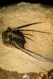 30287 - Outstanding 3.18 Inch Kettneraspis prescheri (Long Occipital Horn) Lower Devonian Trilobite