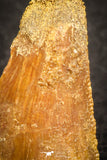 07488 - Beautiful 0.85 Inch Serrated Abelisaur Dinosaur Tooth Cretaceous KemKem Beds