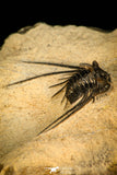 30287 - Outstanding 3.18 Inch Kettneraspis prescheri (Long Occipital Horn) Lower Devonian Trilobite