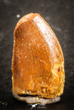 07489 - Beautiful 0.59 Inch Serrated Abelisaur Dinosaur Tooth Cretaceous KemKem Beds