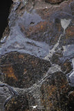 21427 - Sericho Pallasite Meteorite Polished Section 16.8g Fell in Kenya