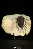 30288 - Top Well Prepared 2.37 Inch Psychopyge Termierorum Middle Devonian Trilobite