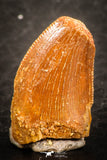 07489 - Beautiful 0.59 Inch Serrated Abelisaur Dinosaur Tooth Cretaceous KemKem Beds