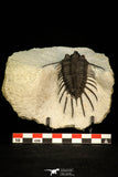 30288 - Top Well Prepared 2.37 Inch Psychopyge Termierorum Middle Devonian Trilobite