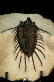 30288 - Top Well Prepared 2.37 Inch Psychopyge Termierorum Middle Devonian Trilobite