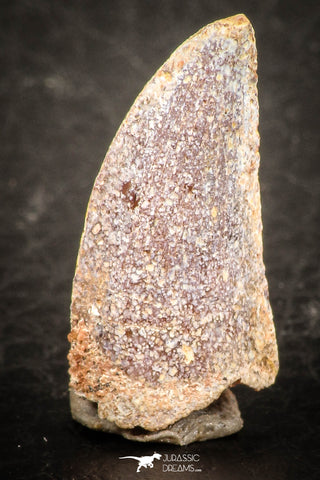 07490 - Beautiful 0.87 Inch Abelisaur Dinosaur Tooth Cretaceous KemKem Beds