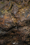 21428 - Sericho Pallasite Meteorite Polished Section 10g Fell in Kenya