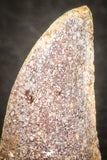 07490 - Beautiful 0.87 Inch Abelisaur Dinosaur Tooth Cretaceous KemKem Beds