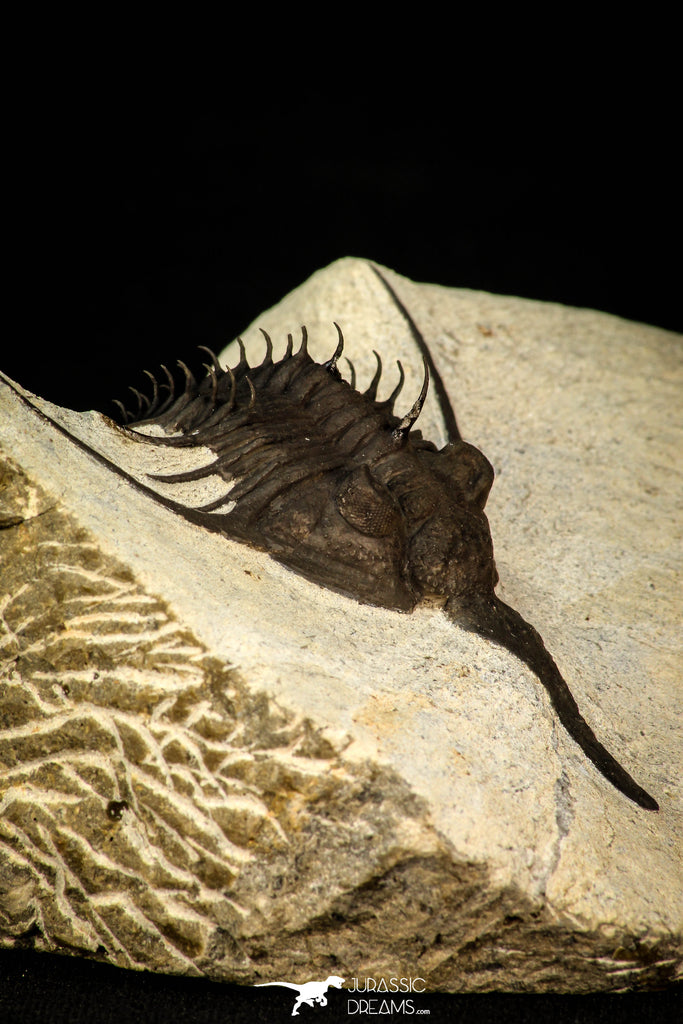 30288 - Top Well Prepared 2.37 Inch Psychopyge Termierorum Middle Devonian Trilobite