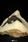 30288 - Top Well Prepared 2.37 Inch Psychopyge Termierorum Middle Devonian Trilobite