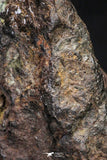 21429 - Sericho Pallasite Meteorite Polished Section 9.4g Fell in Kenya