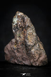 21429 - Sericho Pallasite Meteorite Polished Section 9.4g Fell in Kenya