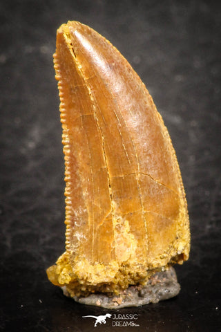 07491 - Beautiful 0.78 Inch Serrated Abelisaur Dinosaur Tooth Cretaceous KemKem Beds