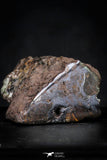 21429 - Sericho Pallasite Meteorite Polished Section 9.4g Fell in Kenya