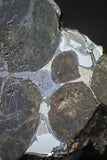 21430 - Sericho Pallasite Meteorite Polished Section 10g Fell in Kenya