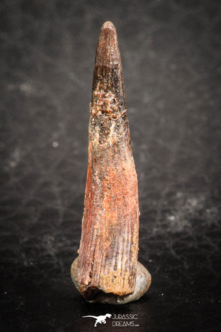 07492 - Top Beautiful 0.98 Inch Pterosaur (Coloborhynchus) Tooth Cretaceous KemKem