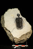 30289 - Museum Grade Trident 2.09 Inch Walliserops trifurcatus Middle Devonian Trilobite