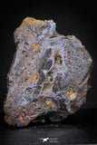 21431 - Sericho Pallasite Meteorite Polished Section 5.9g Fell in Kenya