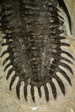 30289 - Museum Grade Trident 2.09 Inch Walliserops trifurcatus Middle Devonian Trilobite