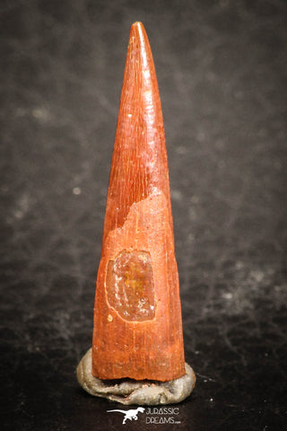 07493 - Top Beautiful 0.92 Inch Pterosaur (Coloborhynchus) Tooth Cretaceous KemKem