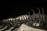 30289 - Museum Grade Trident 2.09 Inch Walliserops trifurcatus Middle Devonian Trilobite