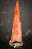 07493 - Top Beautiful 0.92 Inch Pterosaur (Coloborhynchus) Tooth Cretaceous KemKem