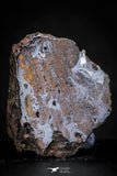 21432 - Sericho Pallasite Meteorite Polished Section 6.7g Fell in Kenya