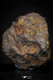 21432 - Sericho Pallasite Meteorite Polished Section 6.7g Fell in Kenya