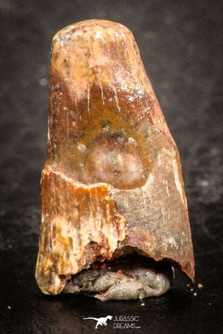 07494 - Nice 0.68 Inch Pterosaur (Coloborhynchus) Tooth Cretaceous KemKem