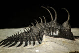 30289 - Museum Grade Trident 2.09 Inch Walliserops trifurcatus Middle Devonian Trilobite