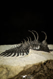 30289 - Museum Grade Trident 2.09 Inch Walliserops trifurcatus Middle Devonian Trilobite