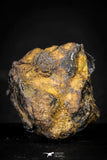 21434 - Sericho Pallasite Meteorite Polished Section 7.6g Fell in Kenya