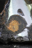 21435 - Sericho Pallasite Meteorite Polished Section 4.4g Fell in Kenya