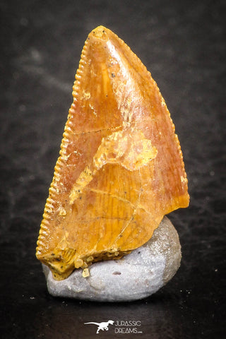07495 - Top Beautiful 0.69 Inch Serrated Abelisaur Dinosaur Tooth Cretaceous KemKem Beds