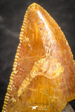 07495 - Top Beautiful 0.69 Inch Serrated Abelisaur Dinosaur Tooth Cretaceous KemKem Beds