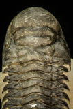 30290 - Gorgeous 3.66 Inch Crotalocephalina (Crotalocephalus) gibbus Lower Devonian Trilobite