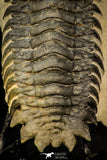 30290 - Gorgeous 3.66 Inch Crotalocephalina (Crotalocephalus) gibbus Lower Devonian Trilobite