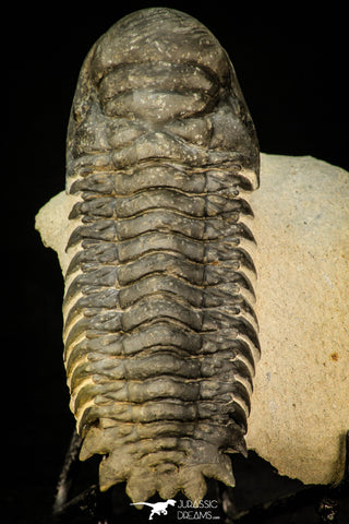 30290 - Gorgeous 3.66 Inch Crotalocephalina (Crotalocephalus) gibbus Lower Devonian Trilobite