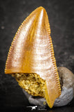 07495 - Top Beautiful 0.69 Inch Serrated Abelisaur Dinosaur Tooth Cretaceous KemKem Beds