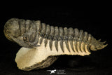 30290 - Gorgeous 3.66 Inch Crotalocephalina (Crotalocephalus) gibbus Lower Devonian Trilobite