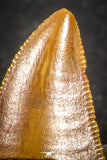 07495 - Top Beautiful 0.69 Inch Serrated Abelisaur Dinosaur Tooth Cretaceous KemKem Beds