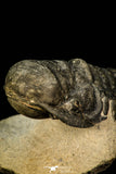 30290 - Gorgeous 3.66 Inch Crotalocephalina (Crotalocephalus) gibbus Lower Devonian Trilobite
