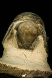 30290 - Gorgeous 3.66 Inch Crotalocephalina (Crotalocephalus) gibbus Lower Devonian Trilobite