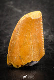 07496 - Beautiful 0.57 Inch Serrated Abelisaur Dinosaur Tooth Cretaceous KemKem Beds