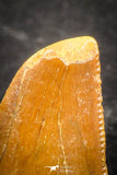 07496 - Beautiful 0.57 Inch Serrated Abelisaur Dinosaur Tooth Cretaceous KemKem Beds